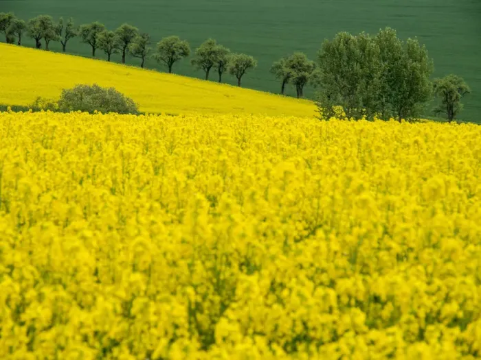 Framed Print : Europe, Czech Republic. Trees and canola field Framed Print : Europe, Czech Republic. Trees and canola field