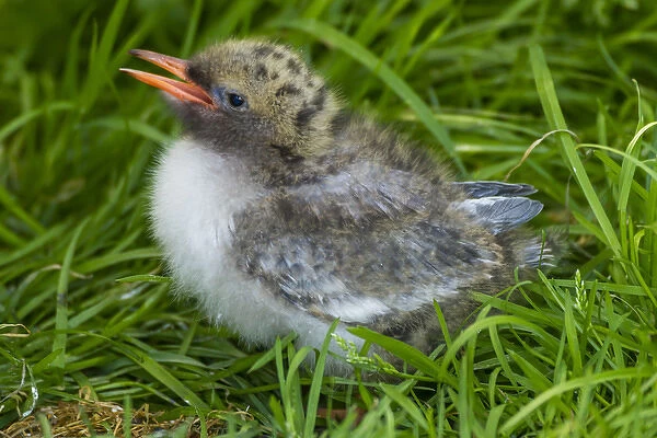 Europe, England, Farne Islands. Arctic tern chick