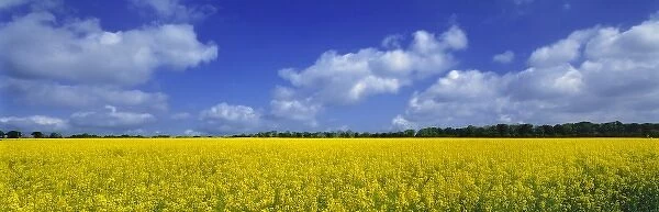 Europe, England, Fovant. A sweeping field of brilliant yellow rapeseed (also known