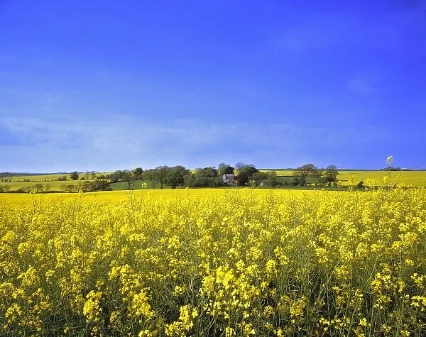 Europe, England, Honiton. Rape, similar to canola, fill the pastures with yellow