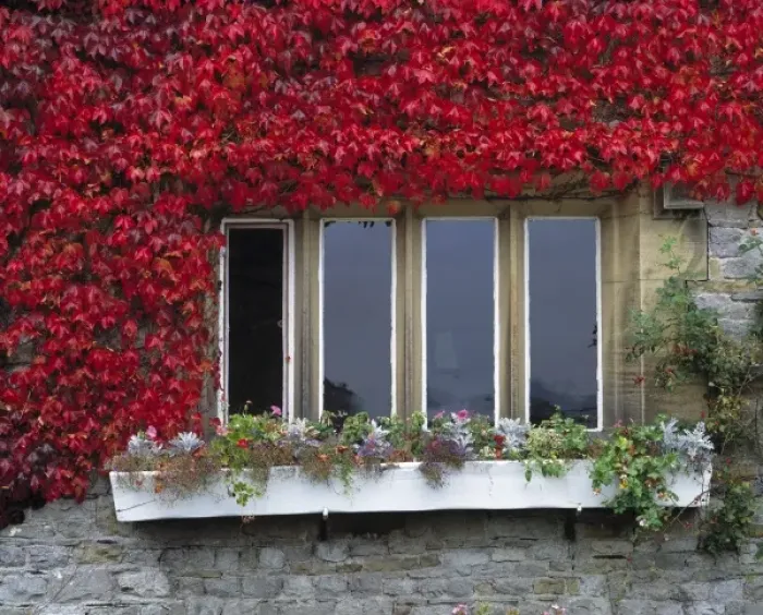 Framed Print : Europe, England, Malham. Crimson-leaved ivy adorns a Malham window, in Yorkshire Dales NP, England