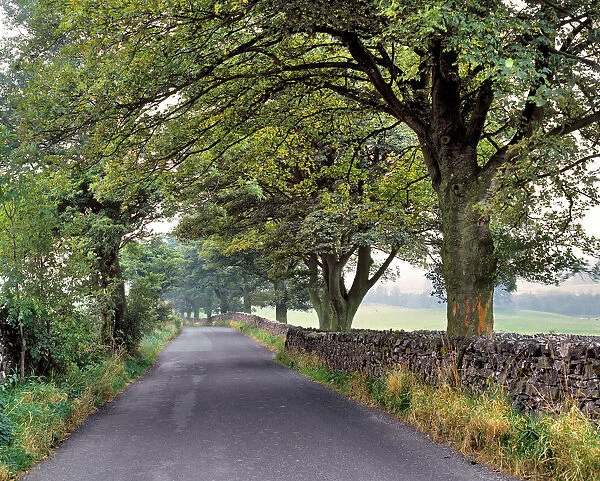 Europe, England, Yorkshire Dales NP. A quiet country road leads through Yorkshire Dales NP