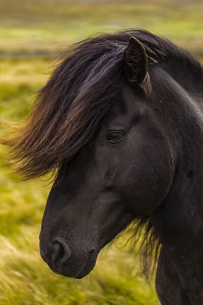Europe, Faroe Islands. Portrait view of a horse on the island of Streymoy