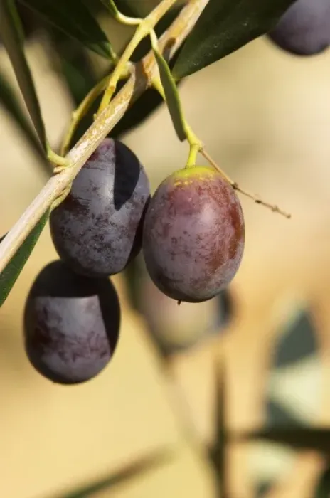 Framed Print : Europe, France Framed Print : Europe, France