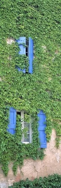 Europe, France, Bonnieux. Ivy covers the walls of an old home in Bonnieux in Provence