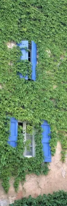 Framed Print : Europe, France, Bonnieux. Ivy covers the walls of an old home in Bonnieux in Provence