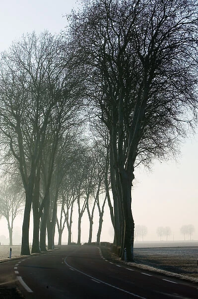 Europe, France, Burgundy, Cote D Or, GENLIS: Tree lined country Road in Morning Mist-Rt