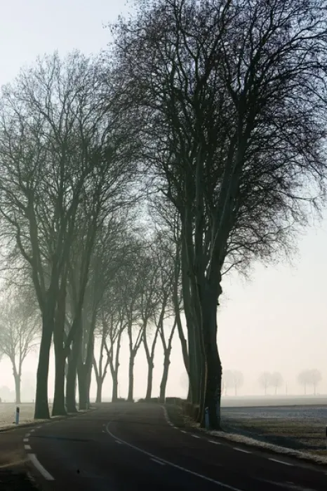Framed Print : Europe, France, Burgundy, Cote D Or, GENLIS: Tree lined country Road in Morning Mist-Rt