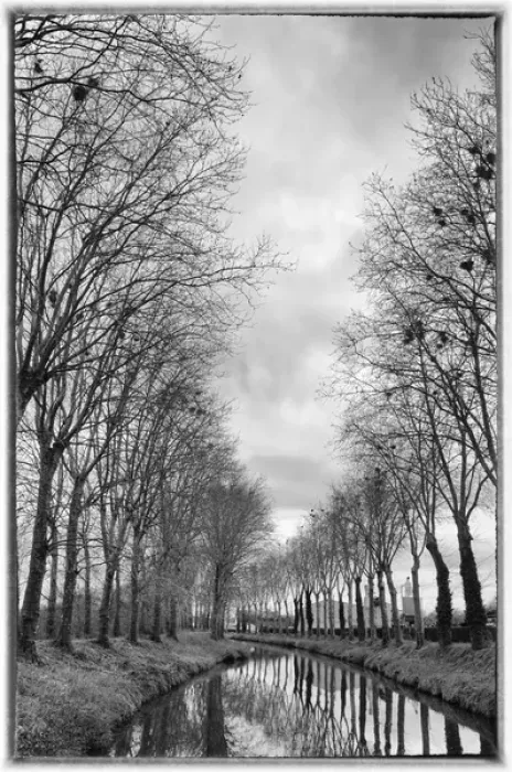 Framed Print : Europe, France, Burgundy, Nievre. Trees with bird nests (black and white) along Framed Print : Europe, France, Burgundy, Nievre. Trees with bird nests (black and white) along