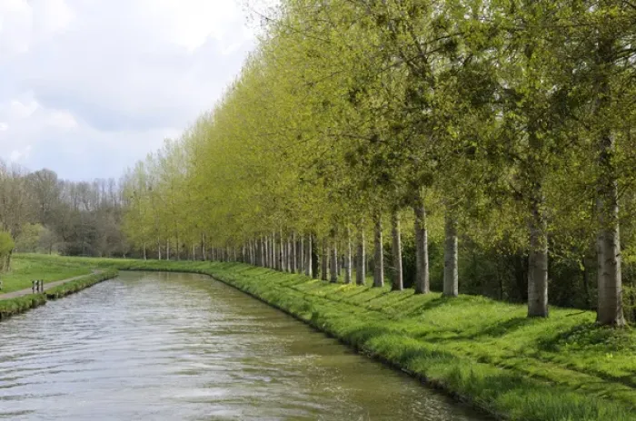 Framed Print : Europe, France, Burgundy, Nievre. Spring trees on the bank of the Nivernais Canal Framed Print : Europe, France, Burgundy, Nievre. Spring trees on the bank of the Nivernais Canal