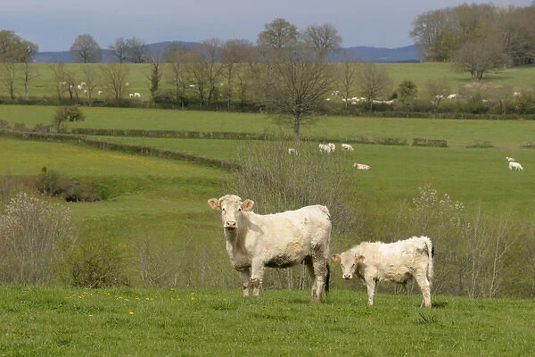 Europe, France, Burgundy, Nievre, Sardy-les-Epiry. Cows in a farmers field