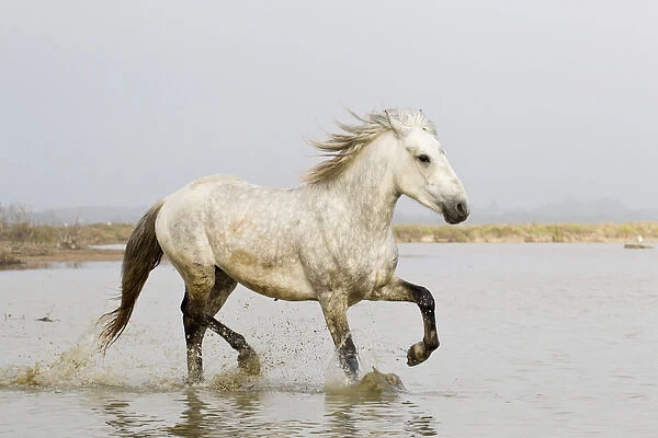 Europe, France, The Camargue, Saintes-Maries-de-la-Mer, Camargue horse, Equus ferus