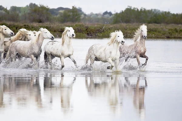 Europe, France, The Camargue, Saintes-Maries-de-la-Mer, Camargue horses, Equus ferus