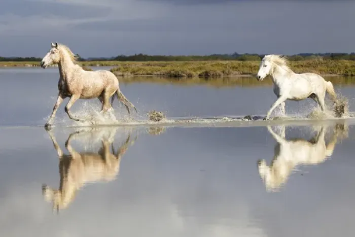 Framed Print : Europe, France, The Camargue, Saintes-Maries-de-la-Mer, Camargue horses, Equus ferus Framed Print : Europe, France, The Camargue, Saintes-Maries-de-la-Mer, Camargue horses, Equus ferus