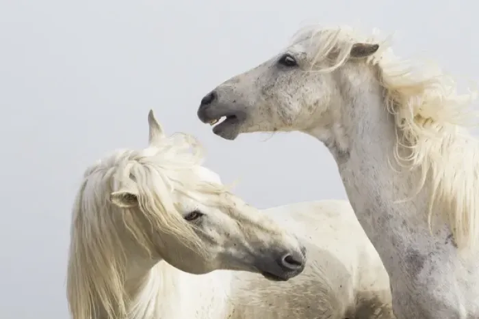 Framed Print : Europe, France, The Camargue, Saintes-Maries-de-la-Mer, Camargue horses, Equus ferus