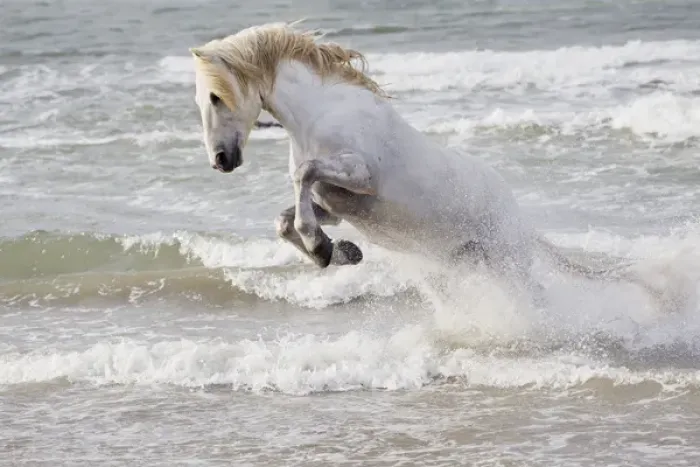 Framed Print : Europe, France, The Camargue, Saintes-Maries-de-la-Mer, Mediterrean Sea, Camargue horse Framed Print : Europe, France, The Camargue, Saintes-Maries-de-la-Mer, Mediterrean Sea, Camargue horse