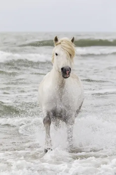 Framed Print : Europe, France, The Camargue, Saintes-Maries-de-la-Mer, Mediterrean Sea, Camargue horse Framed Print : Europe, France, The Camargue, Saintes-Maries-de-la-Mer, Mediterrean Sea, Camargue horse