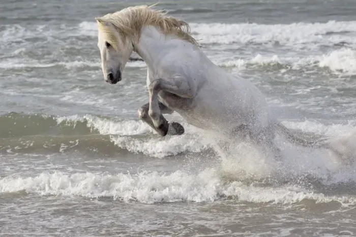 Framed Print : Europe, France, The Camargue, Saintes-Maries-de-la-Mer, Mediterrean Sea, Camargue horse Framed Print : Europe, France, The Camargue, Saintes-Maries-de-la-Mer, Mediterrean Sea, Camargue horse