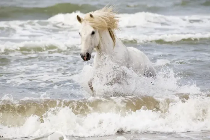 Framed Print : Europe, France, The Camargue, Saintes-Maries-de-la-Mer, Mediterrean Sea, Camargue horse Framed Print : Europe, France, The Camargue, Saintes-Maries-de-la-Mer, Mediterrean Sea, Camargue horse