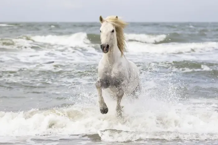Framed Print : Europe, France, The Camargue, Saintes-Maries-de-la-Mer, Mediterrean Sea, Camargue horse