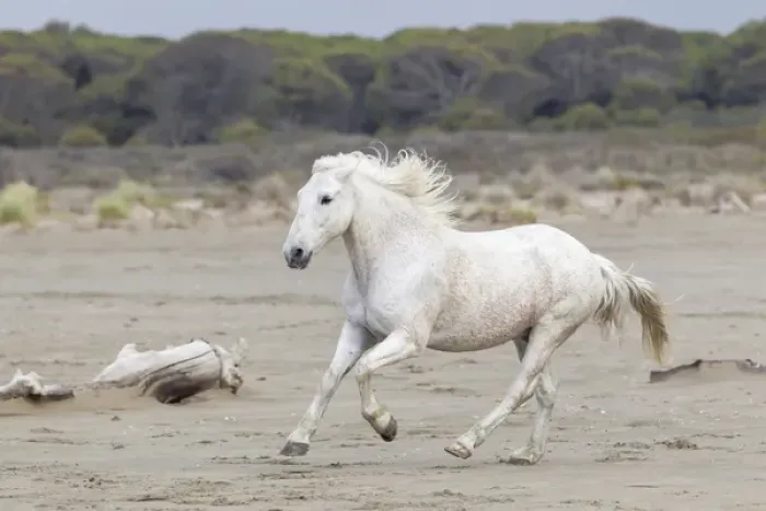Framed Print : Europe, France, The Camargue, Saintes-Maries-de-la-Mer, Mediterrean Sea, Camargue horse Framed Print : Europe, France, The Camargue, Saintes-Maries-de-la-Mer, Mediterrean Sea, Camargue horse