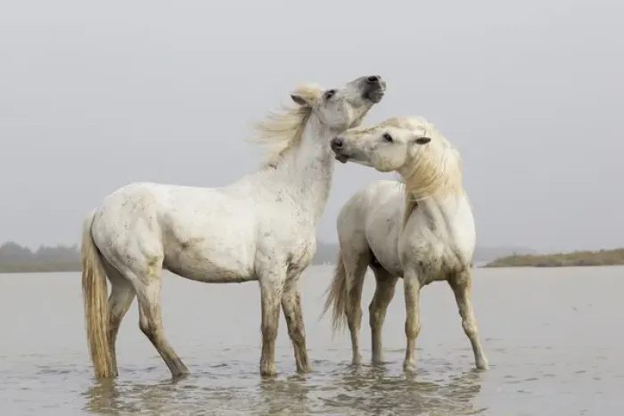 Framed Print : Europe, France, The Camargue, Saintes-Maries-de-la-Mer, Camargue horses, Equus ferus Framed Print : Europe, France, The Camargue, Saintes-Maries-de-la-Mer, Camargue horses, Equus ferus