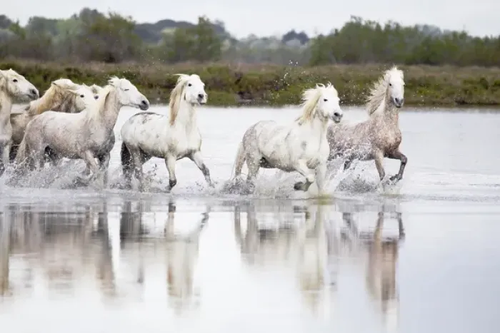 Framed Print : Europe, France, The Camargue, Saintes-Maries-de-la-Mer, Camargue horses, Equus ferus Framed Print : Europe, France, The Camargue, Saintes-Maries-de-la-Mer, Camargue horses, Equus ferus