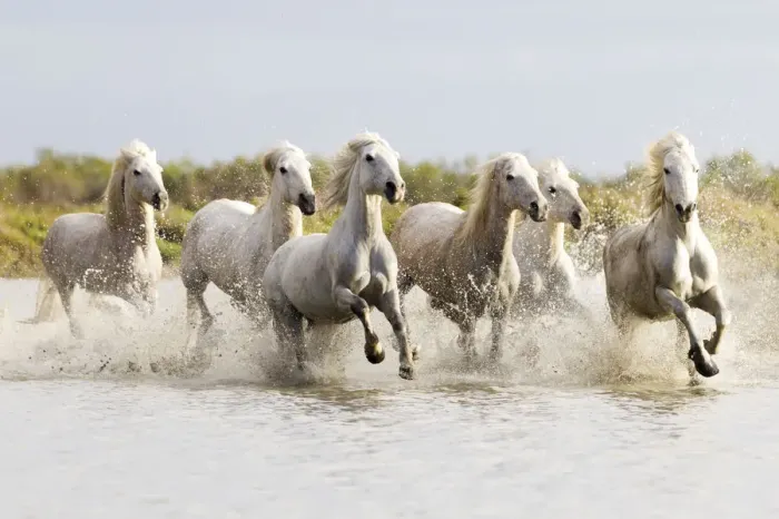 Framed Print : Europe, France, The Camargue, Saintes-Maries-de-la-Mer, Camargue horses, Equus ferus Framed Print : Europe, France, The Camargue, Saintes-Maries-de-la-Mer, Camargue horses, Equus ferus