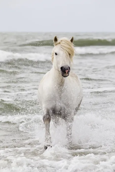 Framed Print : Europe, France, The Camargue, Saintes-Maries-de-la-Mer, Mediterrean Sea, Camargue horse