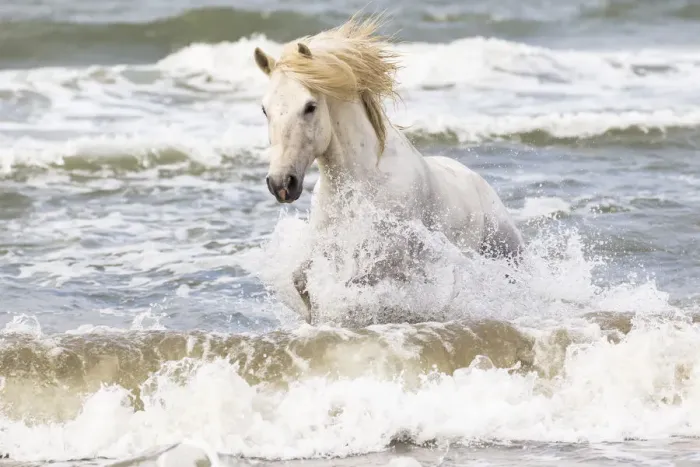 Framed Print : Europe, France, The Camargue, Saintes-Maries-de-la-Mer, Mediterrean Sea, Camargue horse