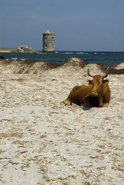 Europe, France, Corsica, Cap Corse. Cows roam freely on remote Cap Corse beaches