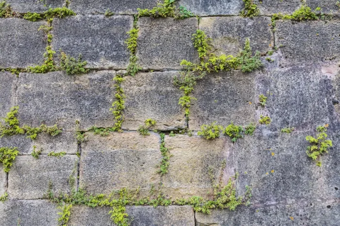 Framed Print : Europe, France, Dordogne, Hautefort. Plants growing in a stone wall in the town of Framed Print : Europe, France, Dordogne, Hautefort. Plants growing in a stone wall in the town of