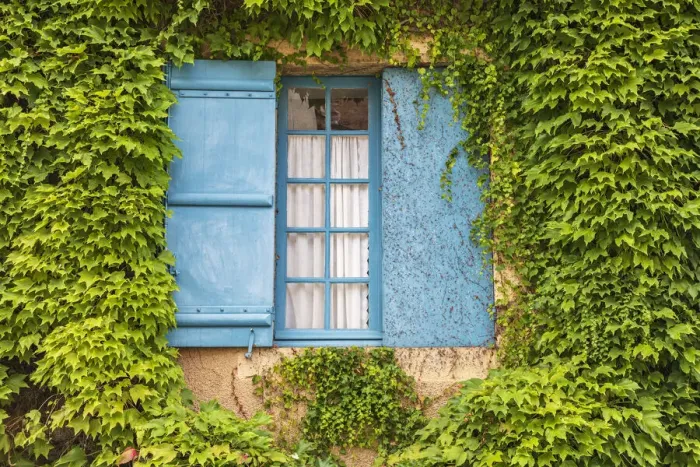 Framed Print : Europe, France, Dordogne, Hautefort. A blue shuttered window in an ivy covered wall in Framed Print : Europe, France, Dordogne, Hautefort. A blue shuttered window in an ivy covered wall in