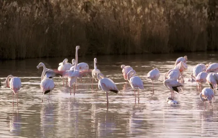 Framed Print : Europe, France, Greater Flamingo, Phoenicopterus Rubber