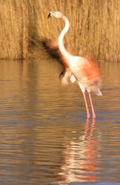 Europe, France, Greater Flamingo, Phoenicopterus Rubber