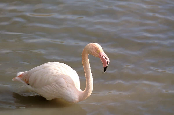Europe, France, Greater Flamingo, Phoenicopterus Rubber