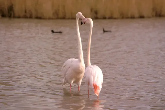 Framed Print : Europe, France, Greater Flamingo, Phoenicopterus Rubber Framed Print : Europe, France, Greater Flamingo, Phoenicopterus Rubber