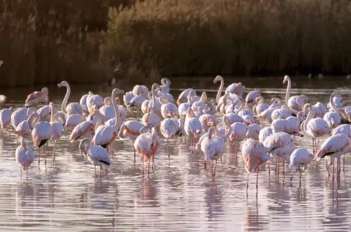 Framed Print : Europe, France, Greater Flamingo, Phoenicopterus Rubber