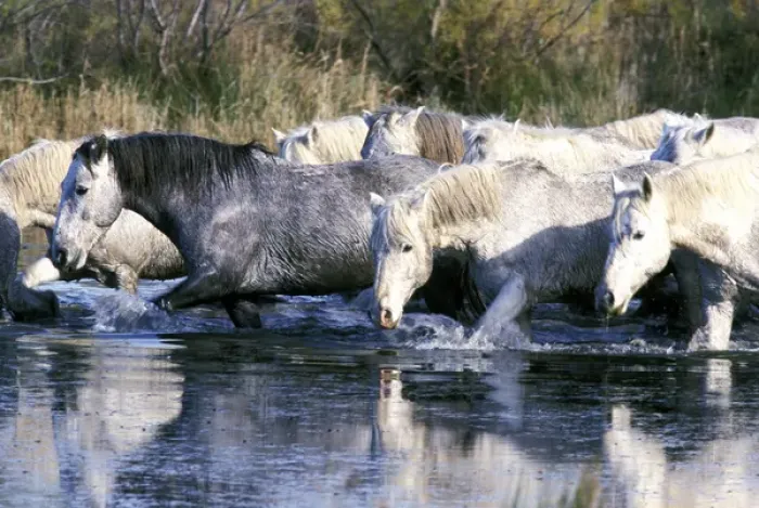 Framed Print : Europe, France, Ile del la Camargue. Camargue Horses (Eguus caballus)