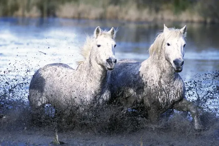 Framed Print : Europe, France, Ile del la Camargue. Camargue Horses (Eguus caballus)