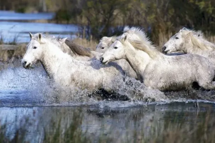 Framed Print : Europe, France, Ile del la Camargue. Camargue Horses (Eguus caballus) Framed Print : Europe, France, Ile del la Camargue. Camargue Horses (Eguus caballus)