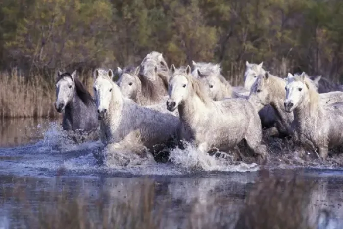 Framed Print : Europe, France, Ile del la Camargue. Camargue Horses (Eguus caballus) Framed Print : Europe, France, Ile del la Camargue. Camargue Horses (Eguus caballus)