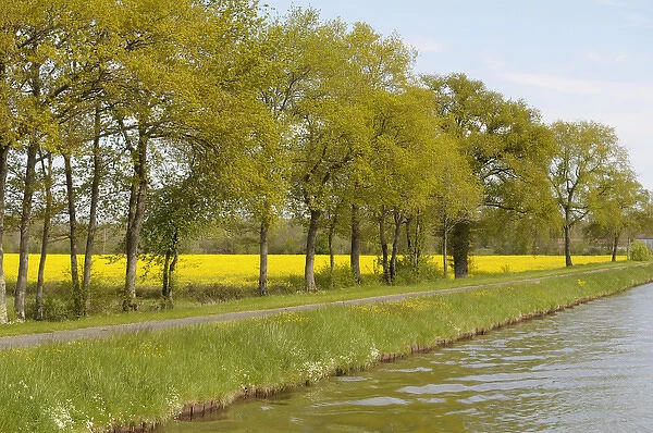 Europe, France, Loire. Trees and mustard fields along the banks of Canal lateral