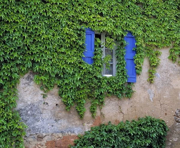 Europe, France, Lourmarin. Cascading ivy envelopes a window with bright blue shutters in Lourmarin