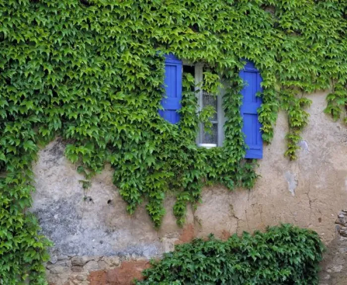 Framed Print : Europe, France, Lourmarin. Cascading ivy envelopes a window with bright blue shutters in Lourmarin Framed Print : Europe, France, Lourmarin. Cascading ivy envelopes a window with bright blue shutters in Lourmarin