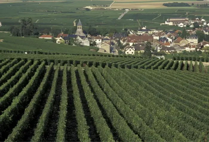Framed Print : Europe, France, Marne, Oger Champagne vineyards Framed Print : Europe, France, Marne, Oger Champagne vineyards