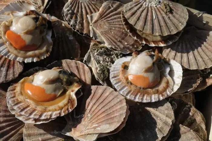 Framed Print : Europe, France, Paris. Scallops, Thursday Market, Boulevard Saint-Germain
