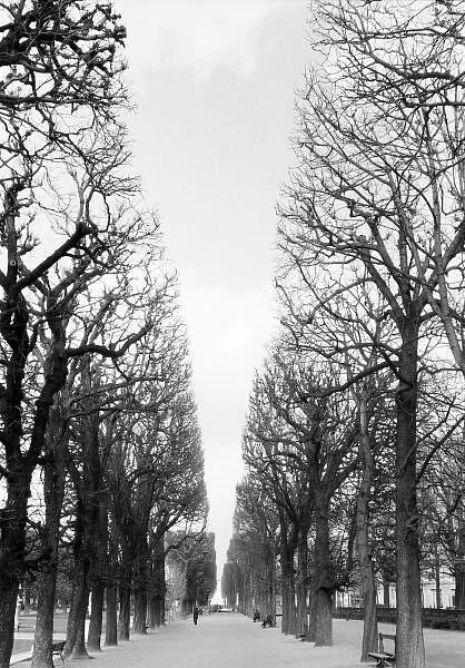 Europe, France, Paris. Winter trees, Marco Polo Garden. Boulevard Saint Michel