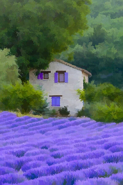 Europe, France, Provence. Abstract of farm house and lavender field