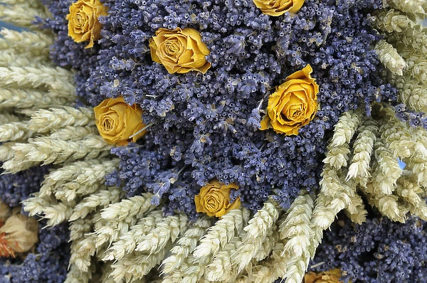 Europe, France, Provence-Alpes-Cote d Azur, Vaucluse, Lourmarin. Dried yellow roses
